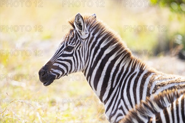 Plains zebra