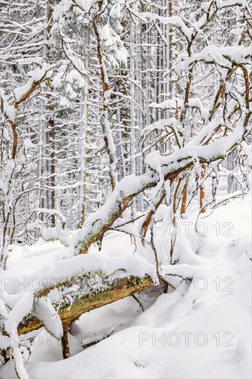 Fallen tree in an old forest with deep snow a cold winter day