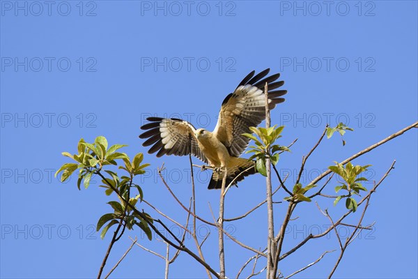 Yellow-headed Caracara