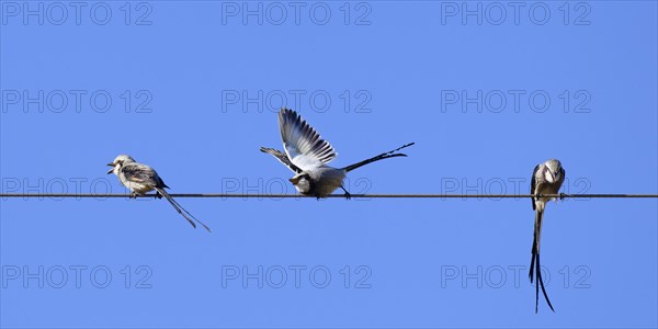 Courtship display of Streamer-tailed Tyrant