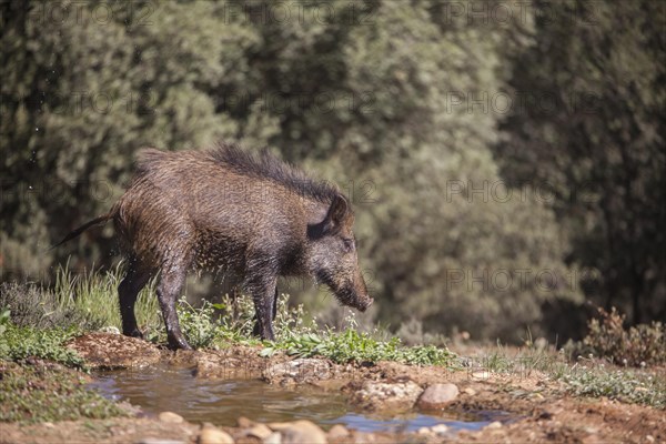 Wild boar