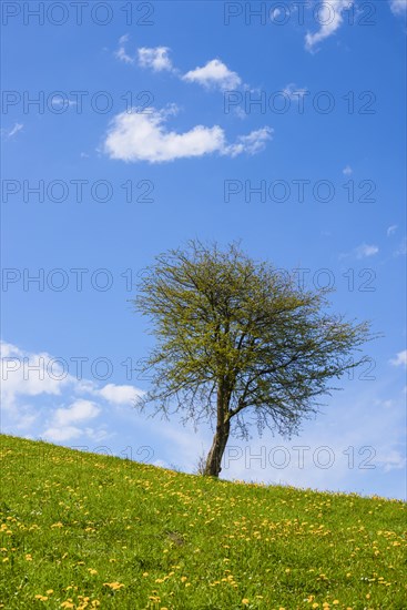 Flowering common dandelion