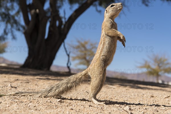 Mountain ground squirrel