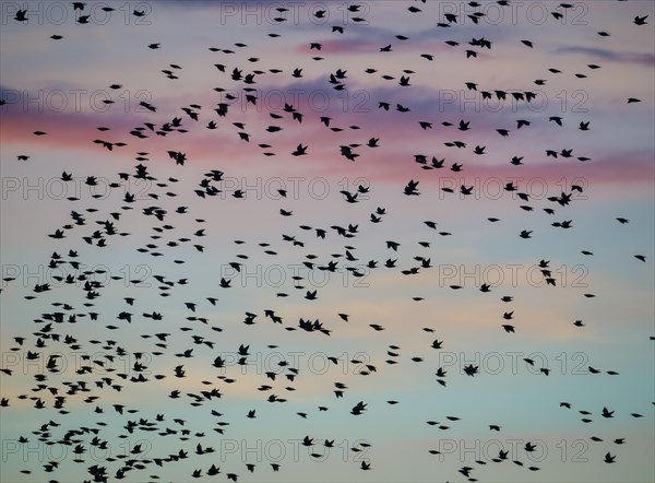 A flock of starlings or common starlings