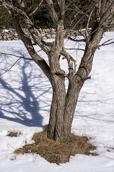 Winter landscape with snow in the snowy mountains of the Pyrenees of Andorra