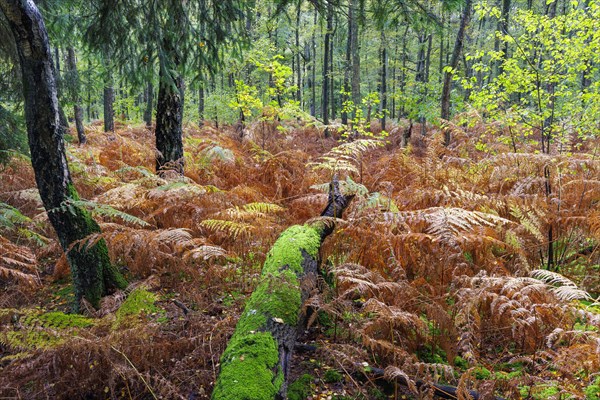 Autumn in the Buchholz Forest