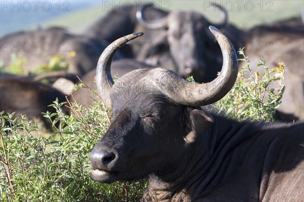 Cape buffalo