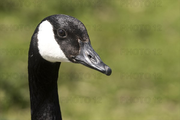 Canada goose head