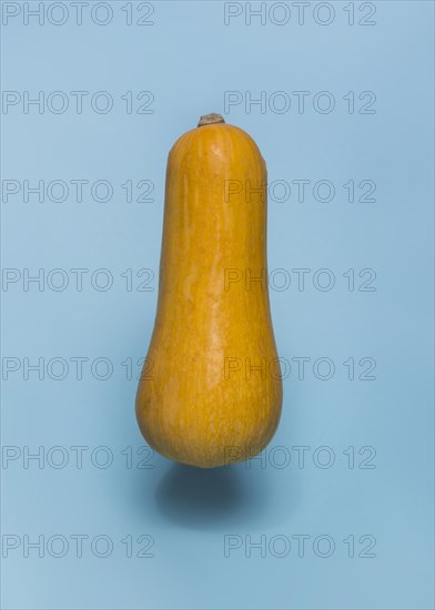 Close up butternaut squash blue backdrop