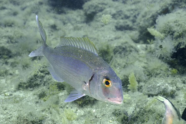 Canary bream