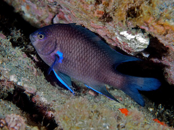 Neon reef perch