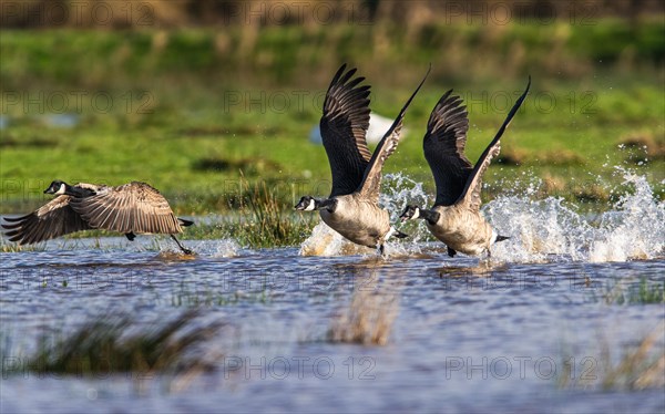 Canada Goose