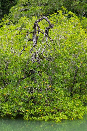 Mangrove forest