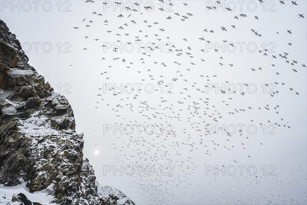 Flock of birds