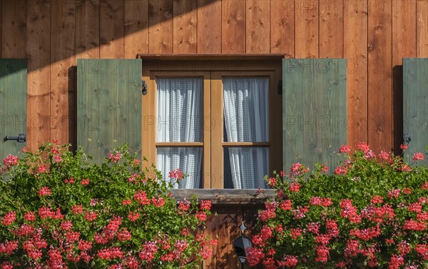 Windows with green shutters and geraniums