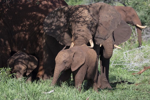 African elephant