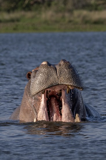 Hippopotamus