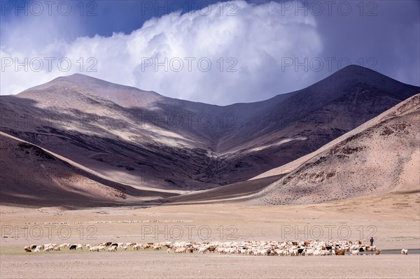 Shepherds with their Changthangi or Changpa