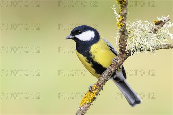 Great tit