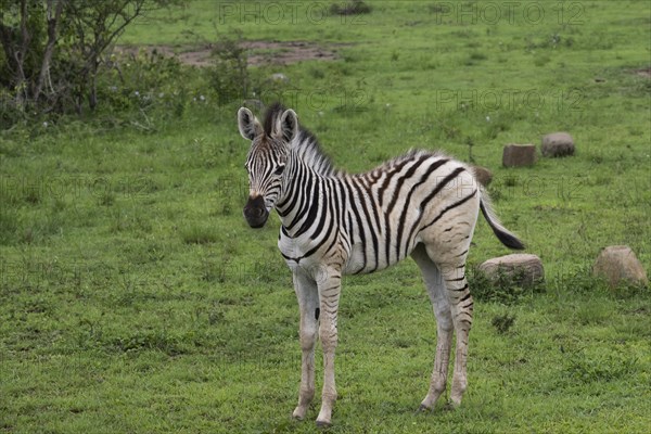 Plains zebra