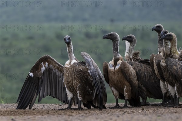 White-backed vulture