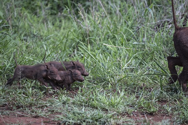 Common warthog