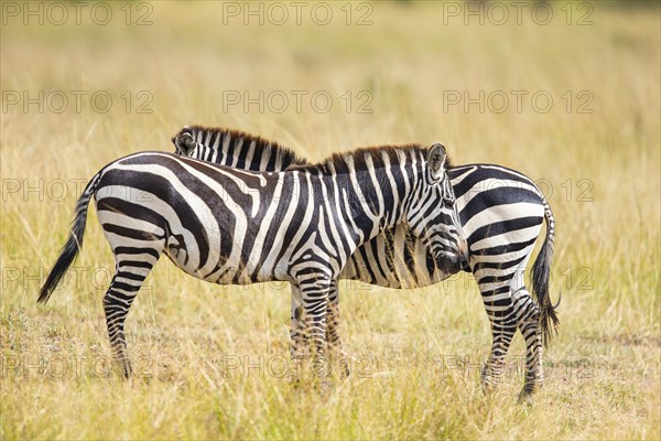 Plains zebra