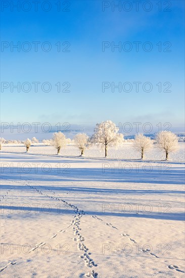Animal tracks in the snow on a field with a line of frosty trees in the winter