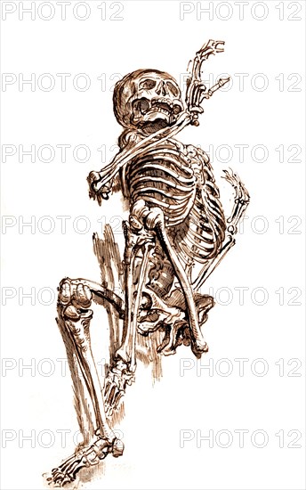 Human skeleton