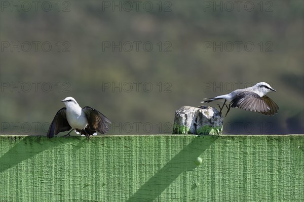 Courtship display of a couple of Masked Water-Tyrant