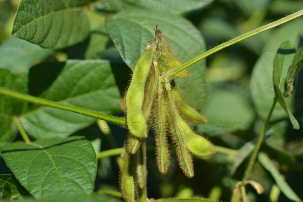 Soy beans in agricultural field in Europe