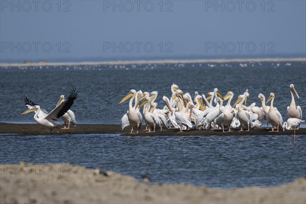 Great white pelican