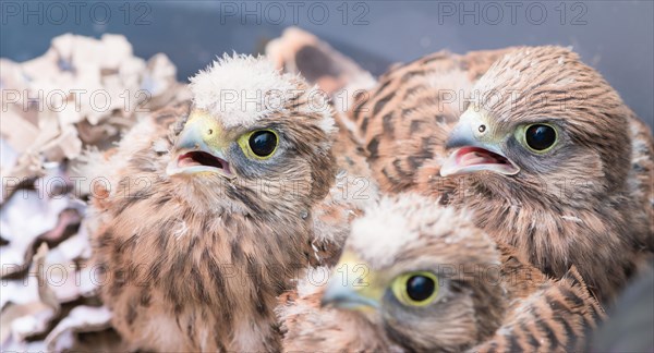 Three young common kestrels