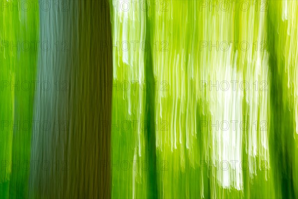 Deciduous forest in spring abstract