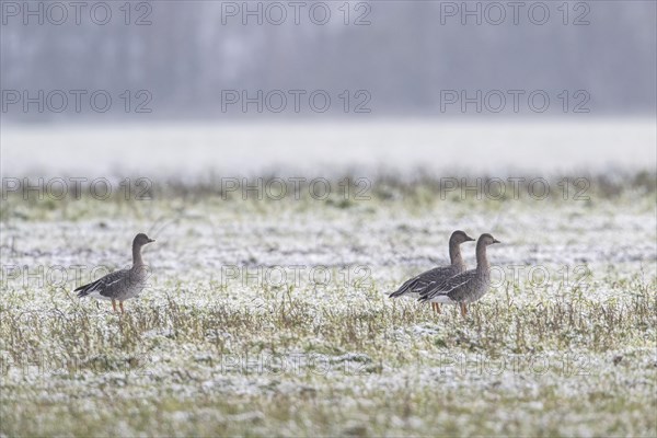 Bean Geese