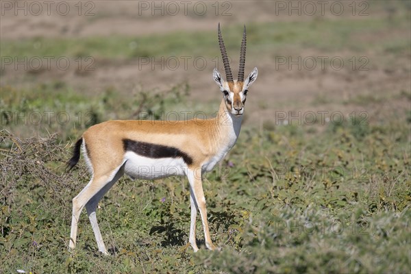 Serengeti thomson's gazelle