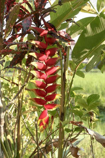 Helikonia