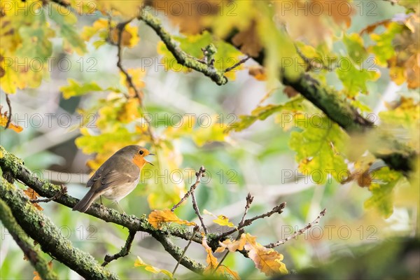 European robin