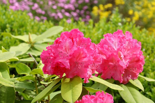 Rhododendron flowers