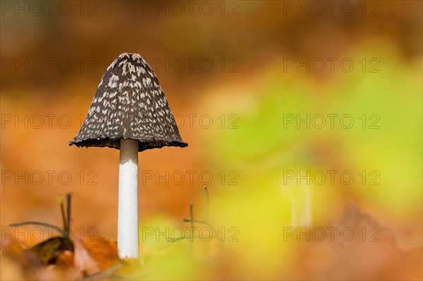 Magpie fungus