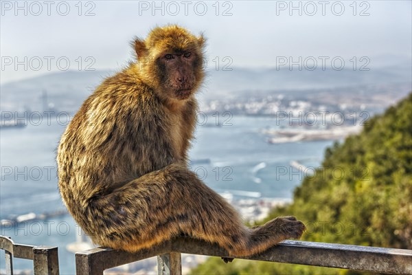 Barbary macaque