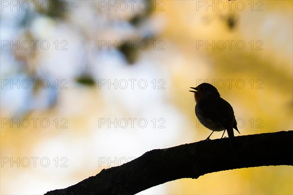 Singing robin