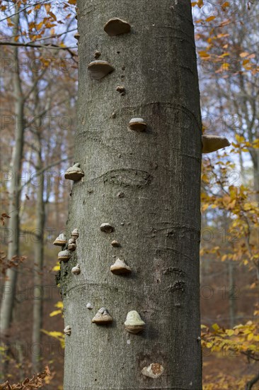 Mushrooms on a copper beech