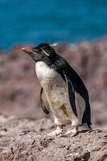 Southern rockhopper penguin