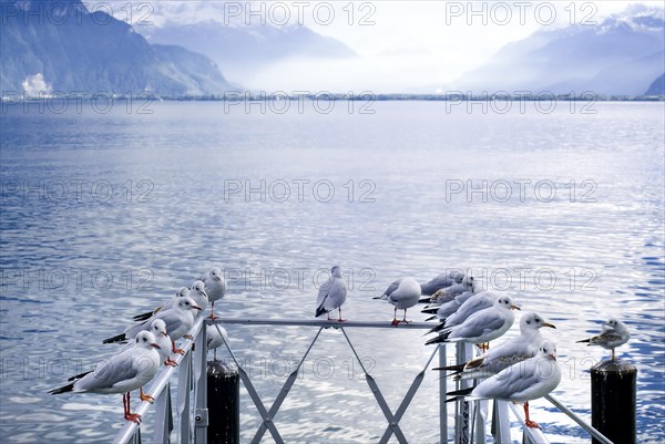 Gulls