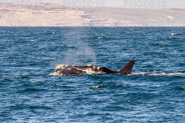 Southern right whale