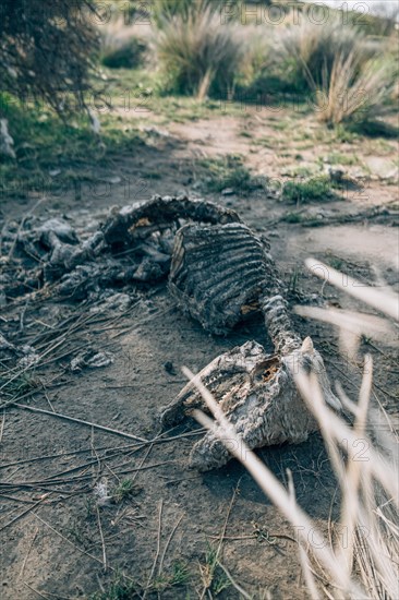 Sheep carcass