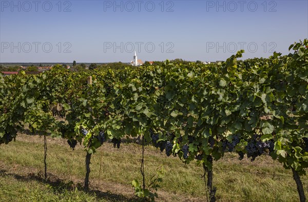 Vineyards