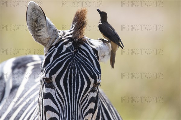 Plains zebra