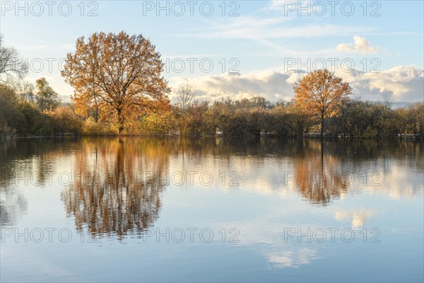 Reflected trees in a flooded meadow after heavy storms. Landscape in autumn. Bas-Rhin